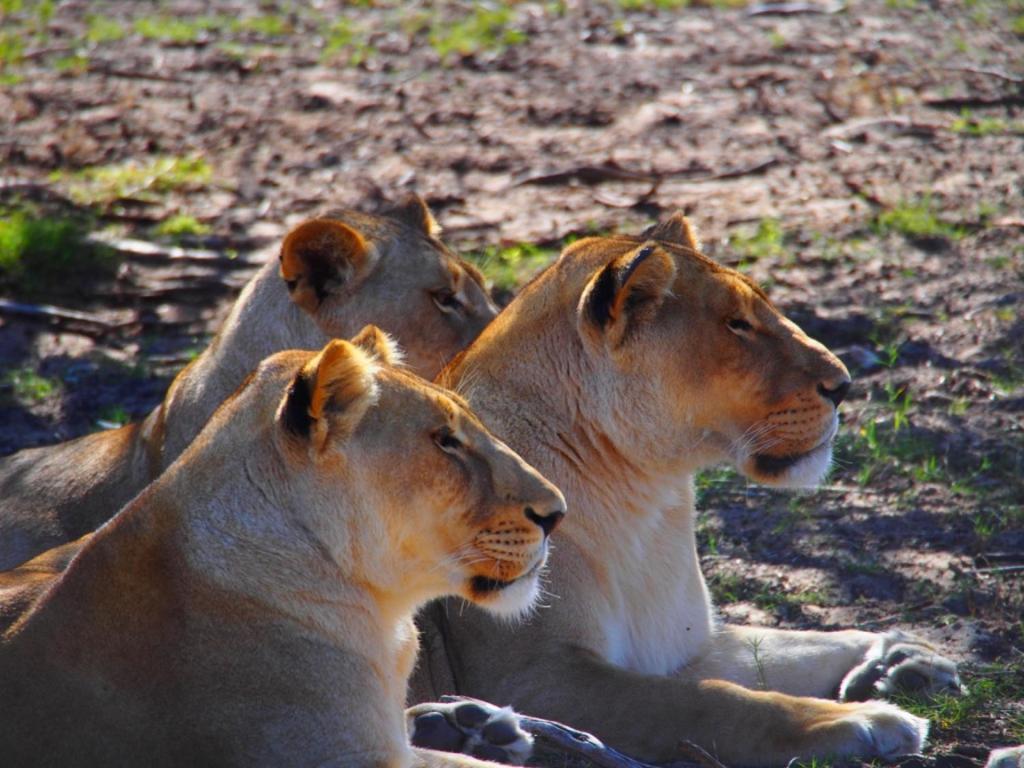 Addo African Home Экстерьер фото