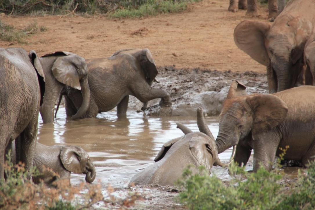 Addo African Home Экстерьер фото